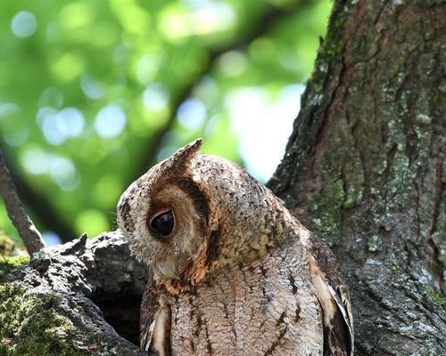 金毛叫声哑吃什么药？（解析金毛嗓音异常背后的原因和治疗方法） - 新生家伴