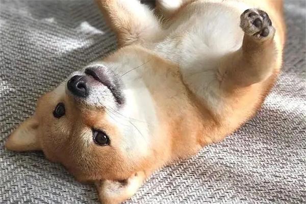 怎么抱狗狗？(图2)