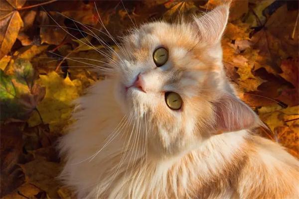 猫咪向主人示好的表现 - 新生家伴