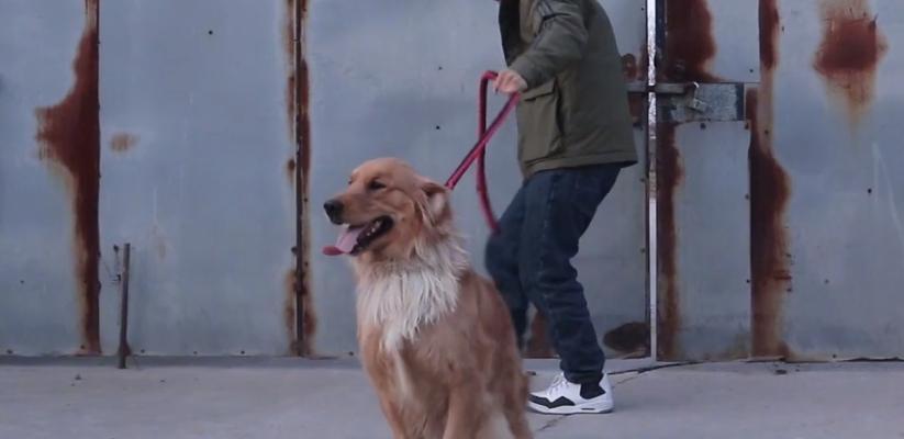 金毛狗月经后何时适合配狗（了解金毛狗的生理周期及最佳配狗时机）(图2)