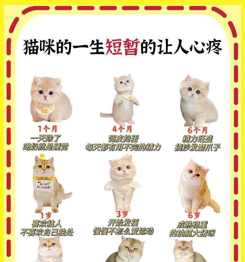 如何判断猫咪年龄?探索牙齿变化揭示年龄之谜(牙齿变化的秘密解读,从牙齿看猫咪年龄)(图2) 如何判断猫咪年龄?探索牙齿变化揭示年龄之谜(牙齿变化的秘密解读,从牙齿看猫咪年龄)(图2)