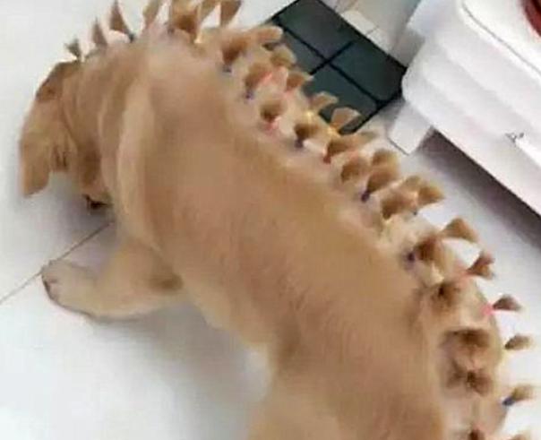 金毛狗月经后何时适合配狗（了解金毛狗的生理周期及最佳配狗时机）(图1)