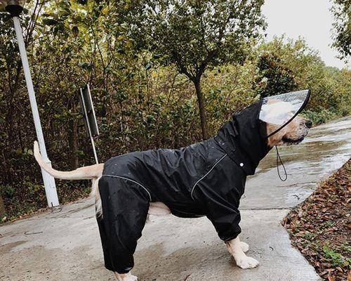 金毛狗月经后何时适合配狗（了解金毛狗的生理周期及最佳配狗时机）(图3)