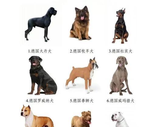 全球十大护卫犬品种及其特点（了解这些优秀的护卫犬，保护你的家 - 新生家伴