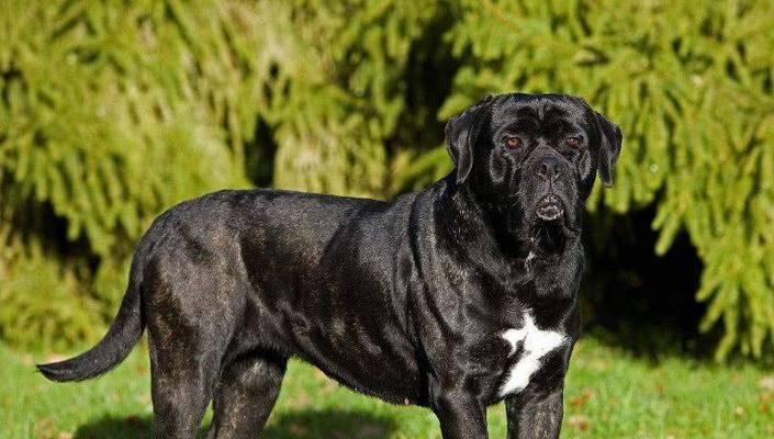 全球十大护卫犬品种及其特点(了解这些优秀的护卫犬,保护你的家和财产安全)(图2) 全球十大护卫犬品种及其特点(了解这些优秀的护卫犬,保护你的家和财产安全)(图2)