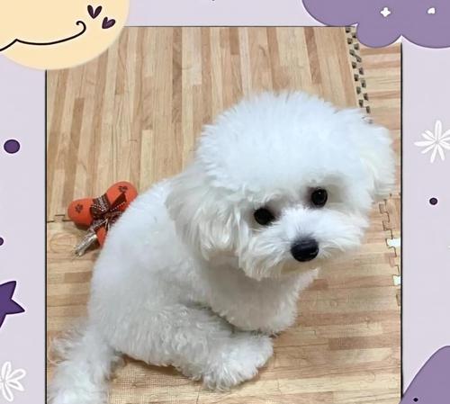 比熊洗澡频率(探究比熊洗澡的最佳频率,给您的宠物带来舒适与健康)(图3) 比熊洗澡频率(探究比熊洗澡的最佳频率,给您的宠物带来舒适与健康)(图3)