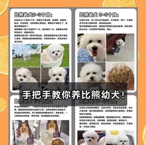 比熊洗澡频率(探究比熊洗澡的最佳频率,给您的宠物带来舒适与健康)(图2) 比熊洗澡频率(探究比熊洗澡的最佳频率,给您的宠物带来舒适与健康)(图2)