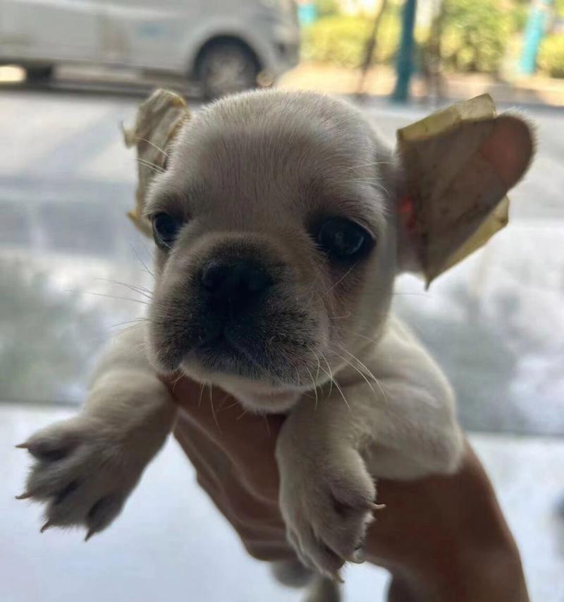 法国斗牛犬掉毛周期及护理(掉毛周期长短和如何有效护理宠物)(图2) 法国斗牛犬掉毛周期及护理(掉毛周期长短和如何有效护理宠物)(图2)