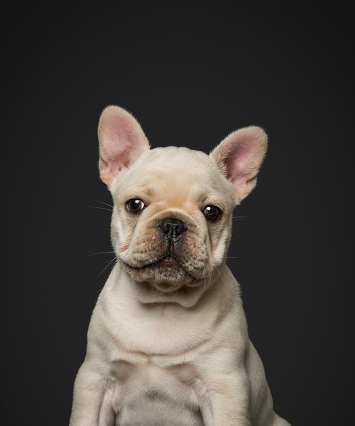 法国斗牛犬掉毛周期及护理（掉毛周期长短和如何有效护理宠物） - 新生家伴