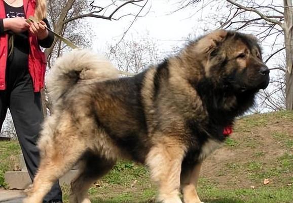 全球十大护卫犬品种及其特点(了解这些优秀的护卫犬,保护你的家和财产安全)(图3) 全球十大护卫犬品种及其特点(了解这些优秀的护卫犬,保护你的家和财产安全)(图3)