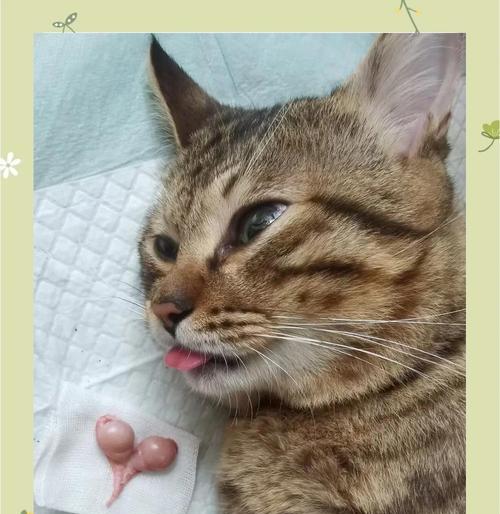 猫绝育后狂躁期有多久？（了解猫咪绝育后狂躁期的持续时间及如何处理）(图1)