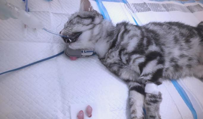 猫绝育后狂躁期有多久？（了解猫咪绝育后狂躁期的持续时间及如何处理）(图2)