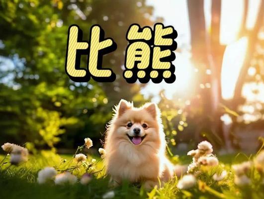 比熊洗澡频率（探究比熊洗澡的最佳频率，给您的宠物带来舒适与健 - 新生家伴