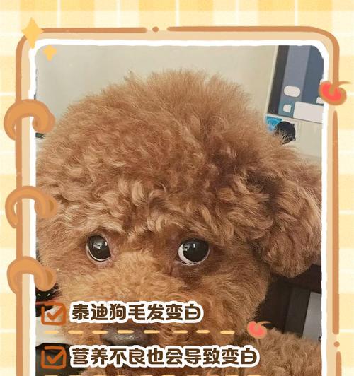 贵宾毛发要长多久？（贵宾犬的毛发生长周期和保养关键）(图2)