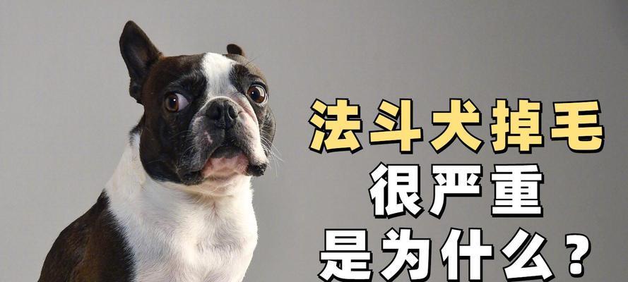 法国斗牛犬掉毛周期及护理(掉毛周期长短和如何有效护理宠物)(图3) 法国斗牛犬掉毛周期及护理(掉毛周期长短和如何有效护理宠物)(图3)