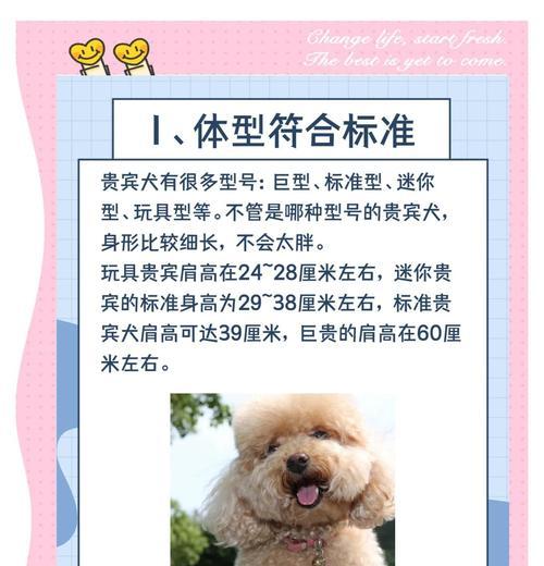 贵宾毛发要长多久？（贵宾犬的毛发生长周期和保养关键）(图3)