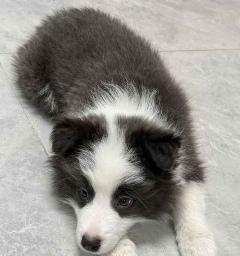 边牧出窝时间(出生后8到12周是关键时期,边牧逐渐独立)(图3) 边牧出窝时间(出生后8到12周是关键时期,边牧逐渐独立)(图3)