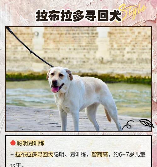 聪明绝顶的狗狗们（揭秘智商最高的狗狗品种） - 新生家伴