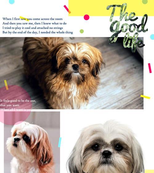 聪明绝顶的狗狗们(揭秘智商最高的狗狗品种)(图3) 聪明绝顶的狗狗们(揭秘智商最高的狗狗品种)(图3)