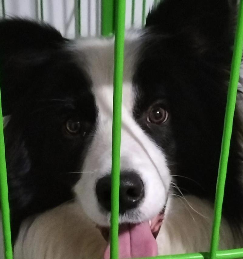 边牧出窝时间（出生后8到12周是关键时期