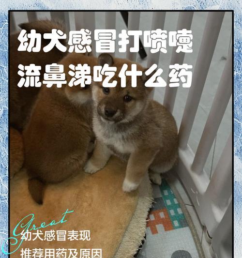 狗狗流鼻涕的症状、原因和治疗方法解析（了解狗狗流鼻涕的相关问题，助您有效应对）(图2)