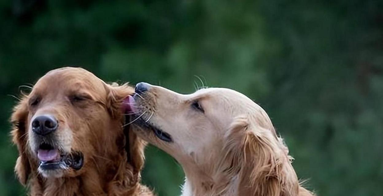 狗狗最佳配种时间确定的三种方法（了解如何