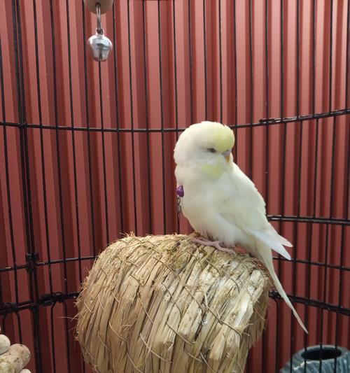 了解小鹦鹉的各种品种(探索不同小鹦鹉品种的特点与习性)(图1) 了解小鹦鹉的各种品种(探索不同小鹦鹉品种的特点与习性)(图1)