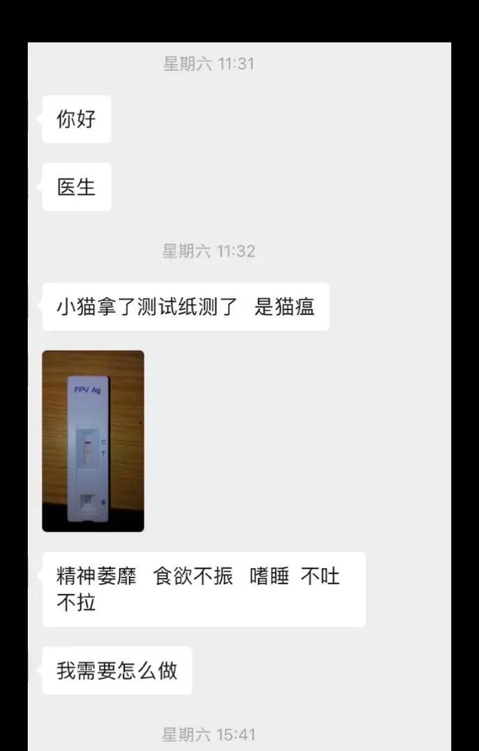 猫瘟治愈后的康复期该如何渡过？（关注猫咪