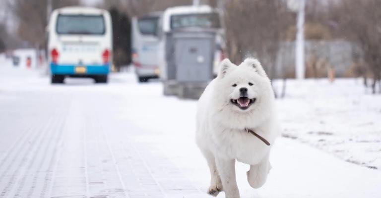 萨摩耶犬的性情特点及是否会咬人（了解这一可爱宠物的性格和特质，从而了解它是否有攻击性）(图1)