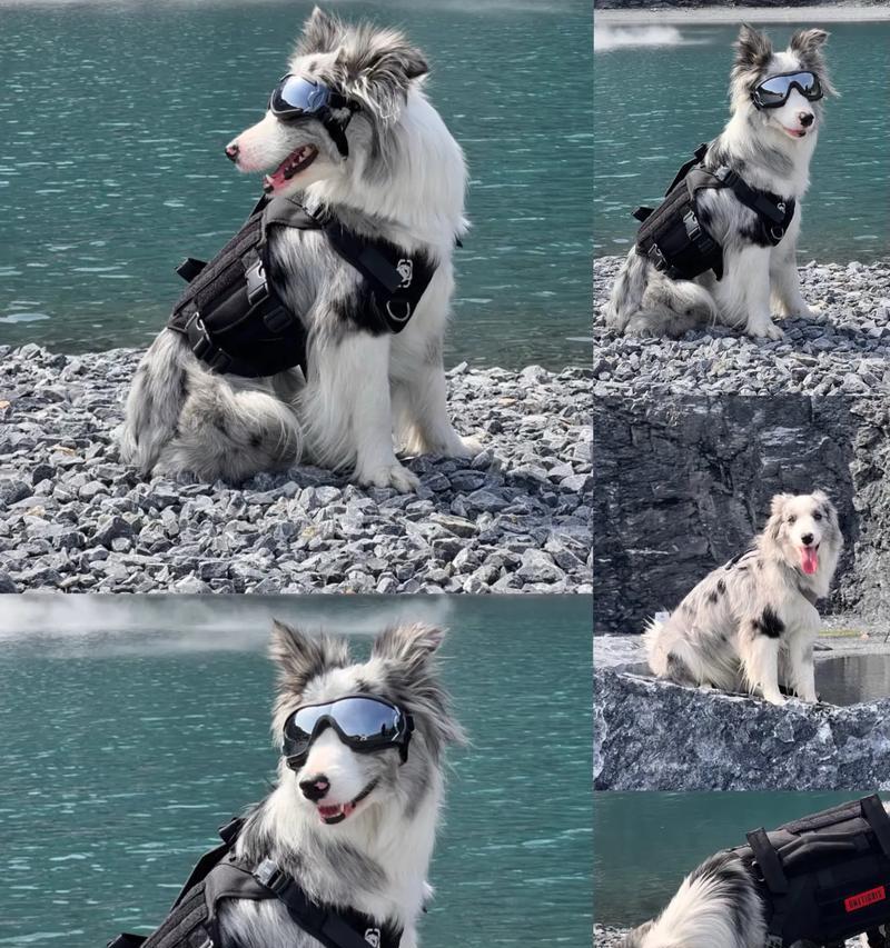 边牧出窝时间(出生后8到12周是关键时期,边牧逐渐独立)(图2) 边牧出窝时间(出生后8到12周是关键时期,边牧逐渐独立)(图2)