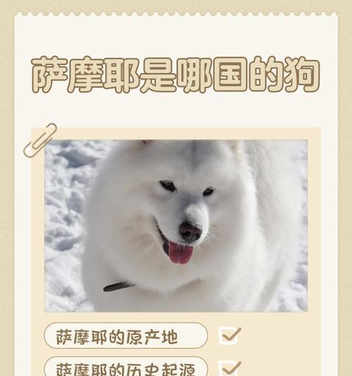 萨摩耶犬的性情特点及是否会咬人（了解这一可爱宠物的性格和特质，从而了解它是否有攻击性）(图3)