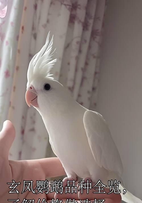 了解小鹦鹉的各种品种(探索不同小鹦鹉品种的特点与习性)(图2) 了解小鹦鹉的各种品种(探索不同小鹦鹉品种的特点与习性)(图2)