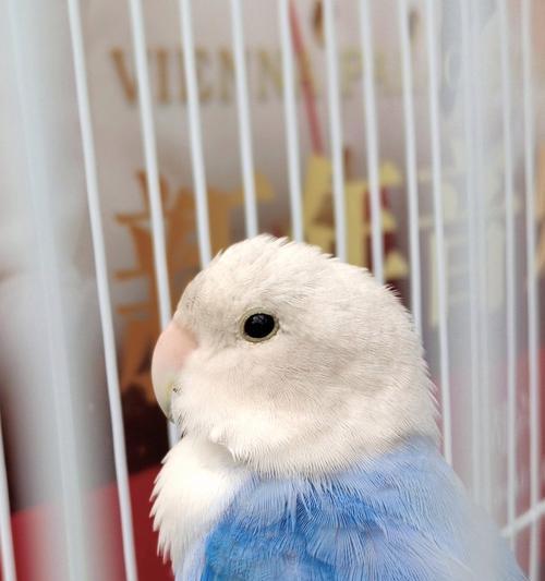 了解小鹦鹉的各种品种(探索不同小鹦鹉品种的特点与习性)(图3) 了解小鹦鹉的各种品种(探索不同小鹦鹉品种的特点与习性)(图3)