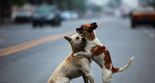 狗狗最佳配种时间确定的三种方法（了解如何确定狗狗最佳配种时间的三种方法）(图2)