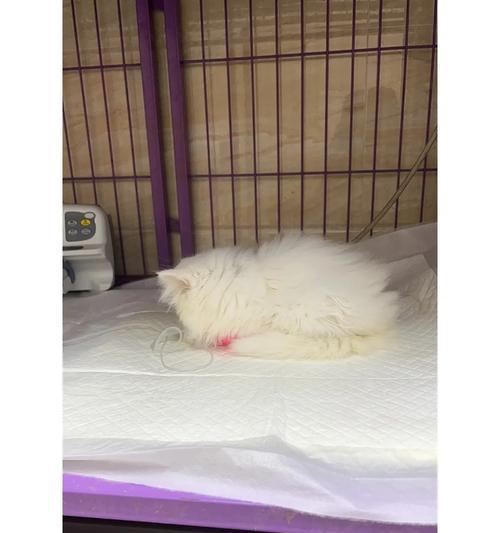 猫瘟治愈后的康复期该如何渡过？（关注猫咪的康复需要注意的关键细节）(图2)