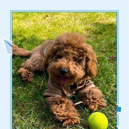 养一只泰迪需要哪些东西?(关于泰迪狗狗的必备用品和注意事项)(图1) 养一只泰迪需要哪些东西?(关于泰迪狗狗的必备用品和注意事项)(图1)