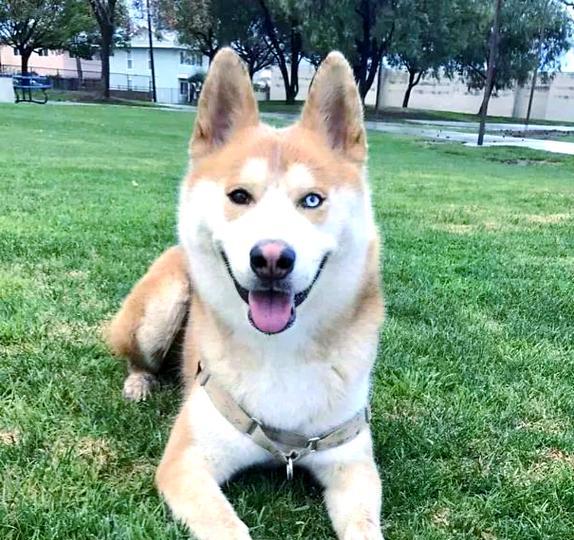 探索哈士奇世界（哈士奇，一犬多姿）(图3)