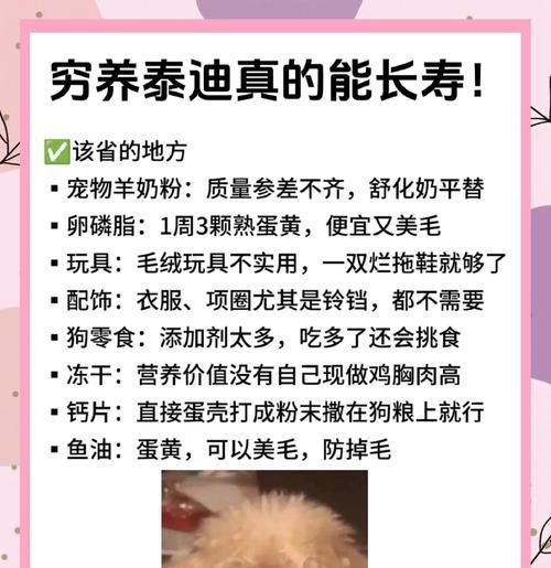 养一只泰迪需要哪些东西?(关于泰迪狗狗的必备用品和注意事项)(图2) 养一只泰迪需要哪些东西?(关于泰迪狗狗的必备用品和注意事项)(图2)