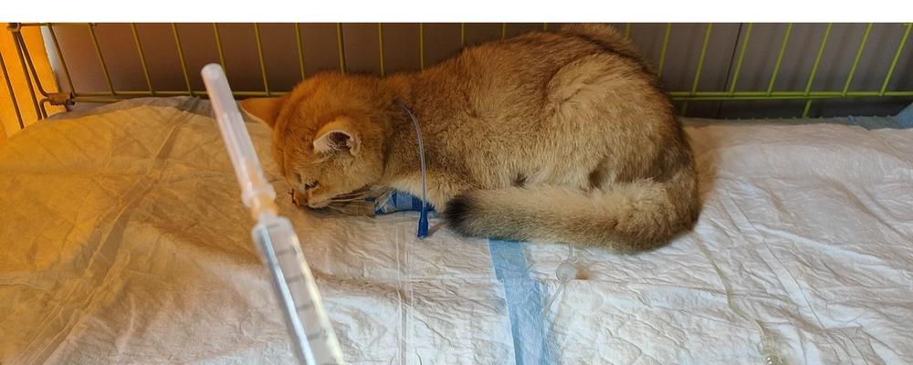 猫瘟治愈后的康复期该如何渡过？（关注猫咪的康复需要注意的关键细节）(图3)