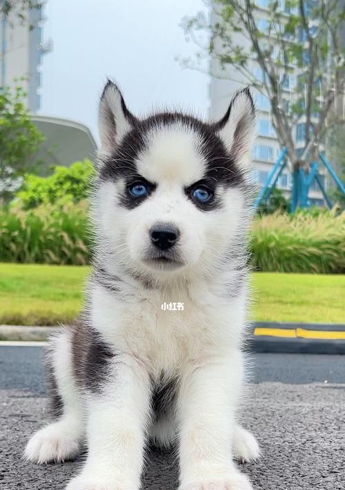 探索哈士奇世界（哈士奇，一犬多姿） - 新生家伴