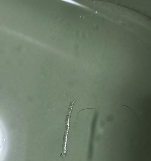 猫身上的常见寄生虫及防治方法(探究猫咪身上常见寄生虫种类及预防、治疗方法)(图3) 猫身上的常见寄生虫及防治方法(探究猫咪身上常见寄生虫种类及预防、治疗方法)(图3)