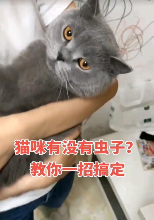猫身上的常见寄生虫及防治方法(探究猫咪身上常见寄生虫种类及预防、治疗方法)(图2) 猫身上的常见寄生虫及防治方法(探究猫咪身上常见寄生虫种类及预防、治疗方法)(图2)