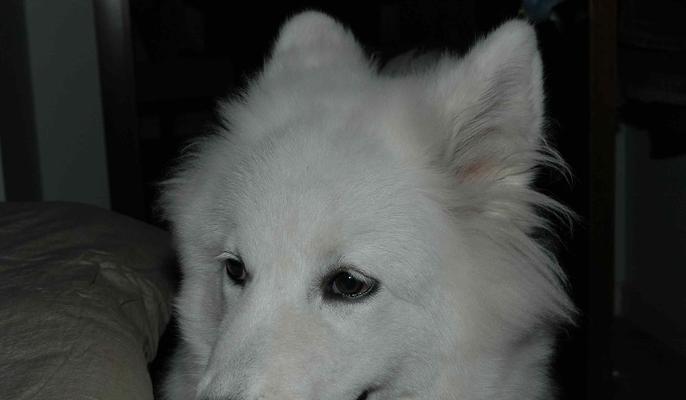 萨摩犬(探寻萨摩犬叫唤行为的起源和重要性)(图2) 萨摩犬(探寻萨摩犬叫唤行为的起源和重要性)(图2)