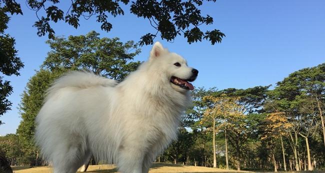 萨摩犬（探寻萨摩犬叫唤行为的起源和重要性） - 新生家伴