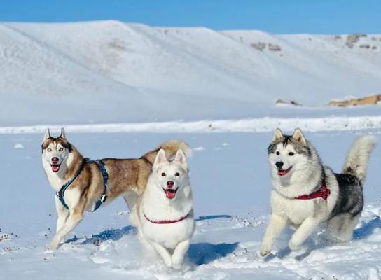 狗狗的玩伴，和谁最合适？（寻找适合陪伴狗狗玩耍的宠物朋友）(图2)