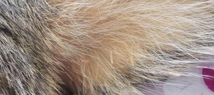 猫身上的常见寄生虫及防治方法（探究猫咪身上常见寄生虫种类及预 - 新生家伴