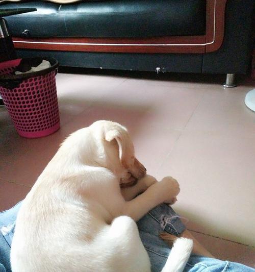 狗狗的玩伴，和谁最合适？（寻找适合陪伴狗狗玩耍的宠物朋友）(图1)