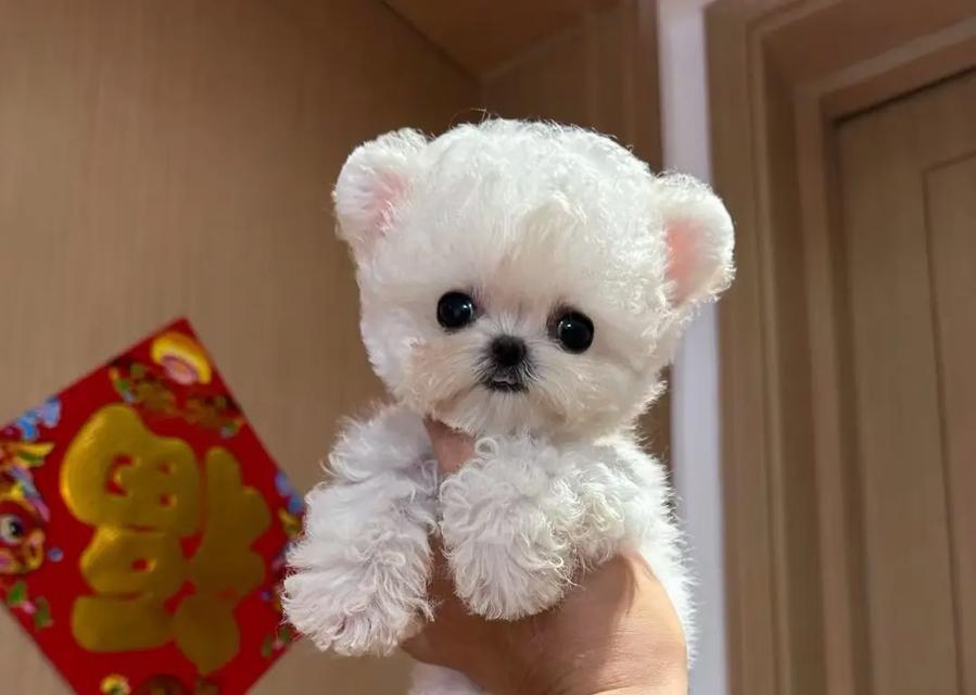 狗狗为什么会有飞耳?(探究狗狗耳朵的特殊结构与功能)(图3) 狗狗为什么会有飞耳?(探究狗狗耳朵的特殊结构与功能)(图3)