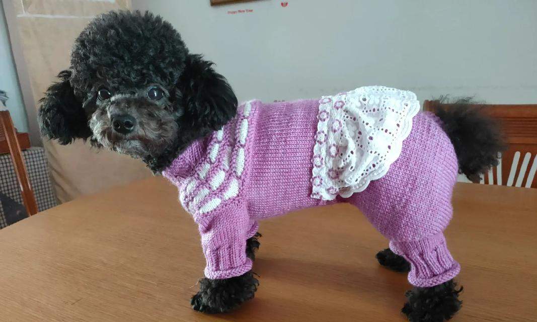 狗狗为什么会有飞耳?(探究狗狗耳朵的特殊结构与功能)(图1) 狗狗为什么会有飞耳?(探究狗狗耳朵的特殊结构与功能)(图1)