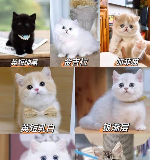 萨摩耶狗狗饮食注意事项（为您的爱宠提供健康的饮食）(图1)